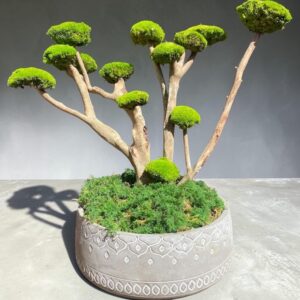 T .Bonsaï Stabilisé sur Bois Flotté – 50 x 50 cm – Création Artisanale avec Pot Haut de Gamme