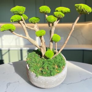 T .Bonsaï Stabilisé sur Bois Flotté – 50 x 50 cm – Création Artisanale avec Pot Haut de Gamme